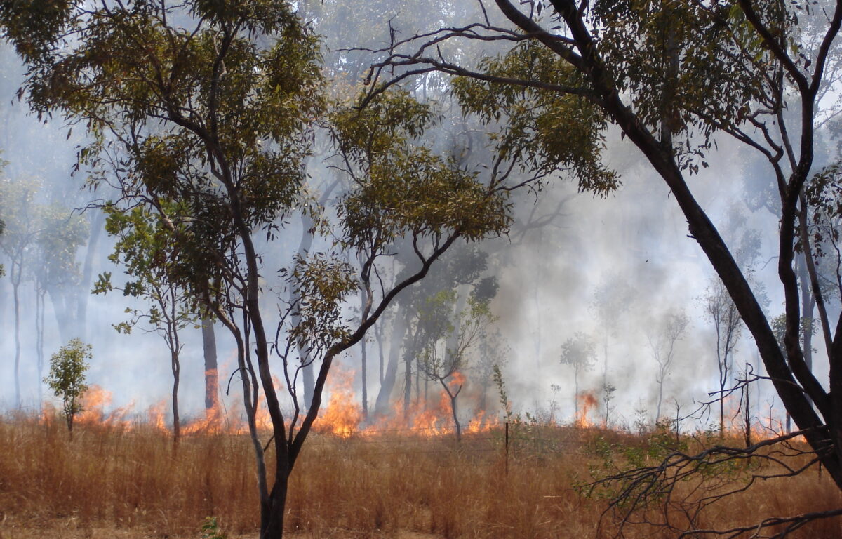 New South Wales er det området som ble hardest rammet av skogbrannene i Australia. Foto: CC BY-NC-SA 2.0 Alastair Smith / Flickr 