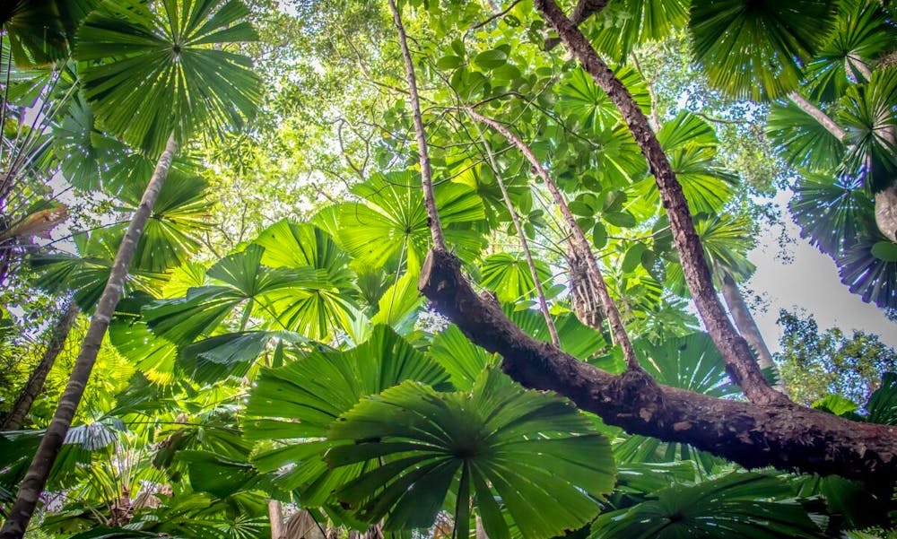 Urfolk bidrar til å vedlikeholde biologisk mangfold og økosystemer i naturen. Foto: Adrimarie / Pixabay