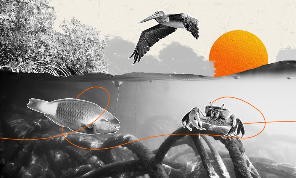 Illustrasjon: Lauge Eilsøe-Madsen
