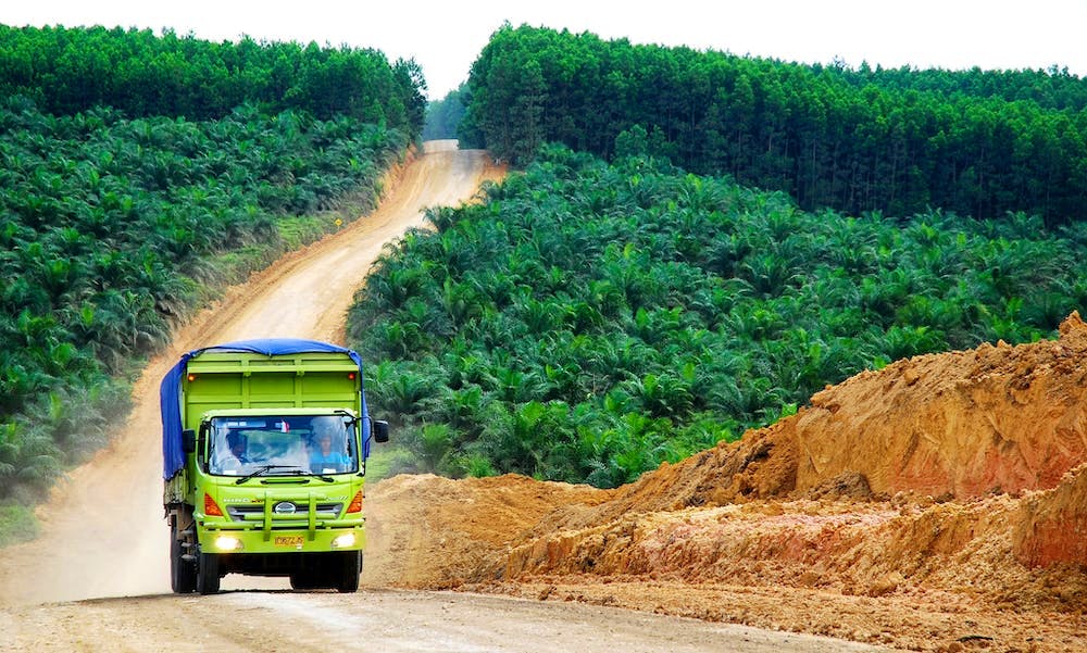 Palmoljeplantasje i Indonesia. Foto: CC BY-NC-ND 2.0 Ryan Woo/CIFOR / Flickr