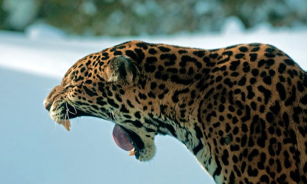 Jaguaren regnes som “nær truet” av Verdens naturvernunion (IUCN). Foto: CC BY-SA 2.0 Eric Kilby / Flickr