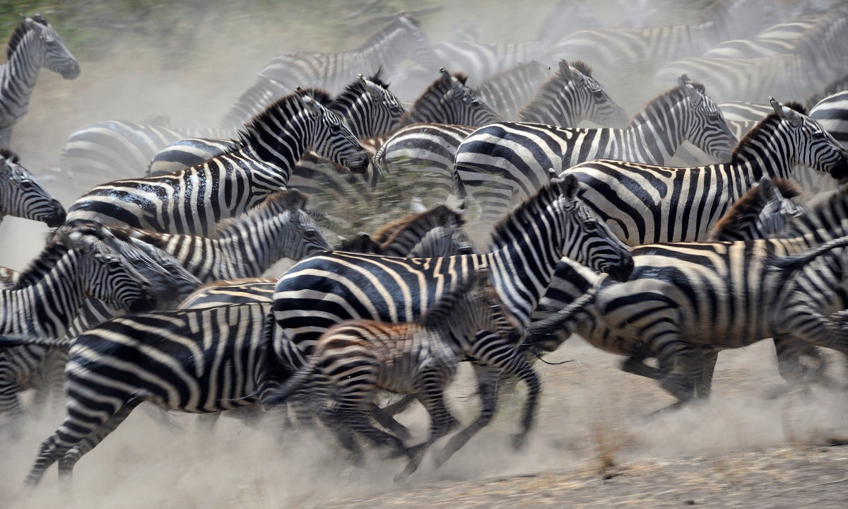 Foto: CC BY-NC-ND 2.0 Diana Robinson / Flickr