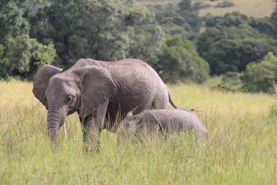 Foto: Anthony Anthony / Pexels