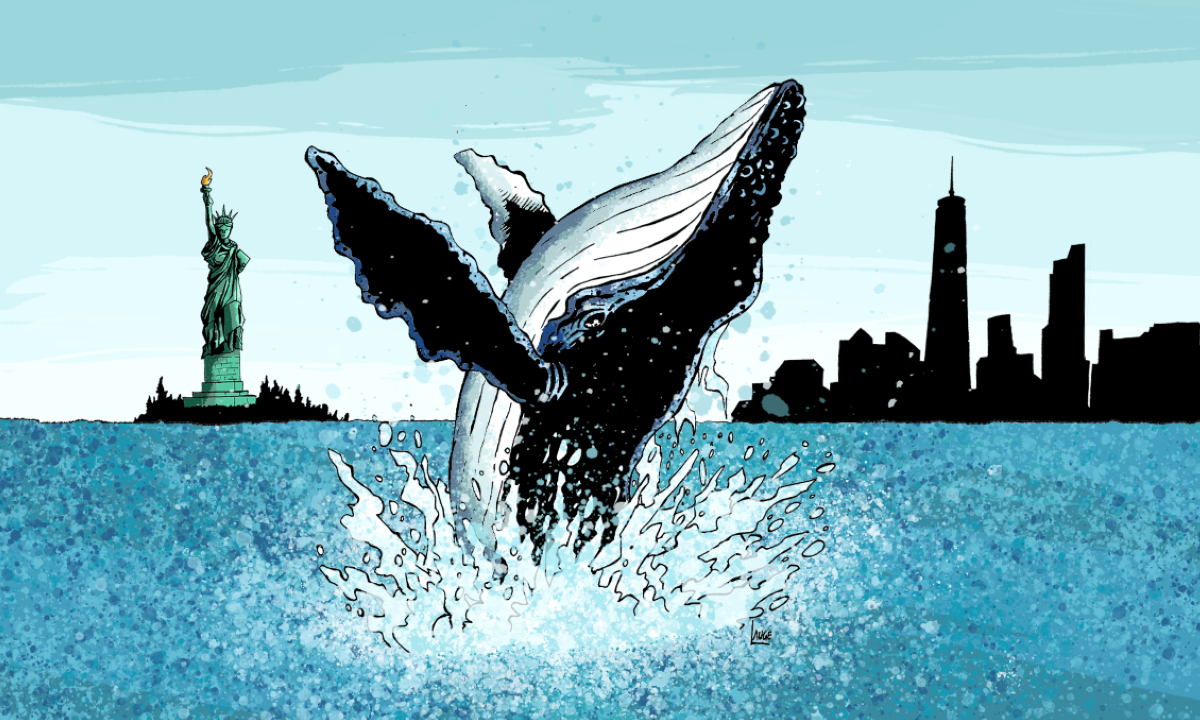 Fredningen og beskyttelsen av hvaler virker. Nå kan du være heldig å oppleve hvaler til og med utenfor New York. Illustrasjon: Lauge Eilsøe-Madsen
