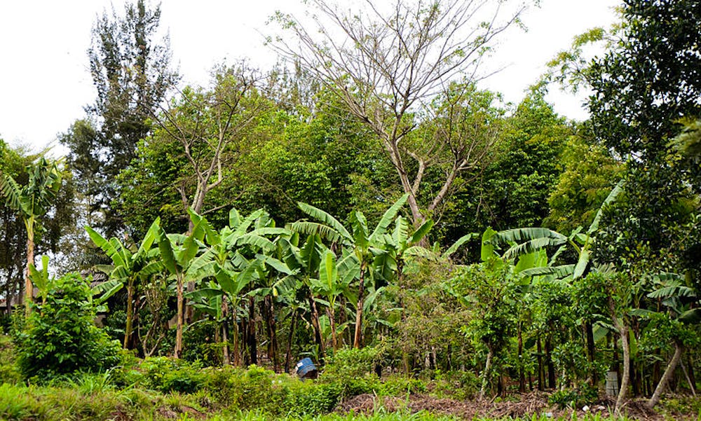 Skogslandbruk i Masaka-distriktet i Uganda. Foto: CCBY NatureDan / Wikimedia Commons